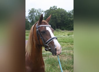 Welsh C (of Cob Type), Mare, 14 years, 12,2 hh, Chestnut-Red