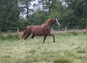 Welsh C (of Cob Type), Mare, 14 years, 12,2 hh, Chestnut-Red