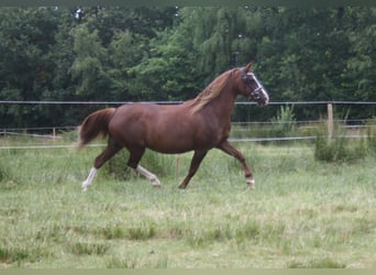 Welsh C (of Cob Type), Mare, 14 years, 12,2 hh, Chestnut-Red