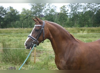 Welsh C (of Cob Type), Mare, 14 years, 12.2 hh, Chestnut-Red