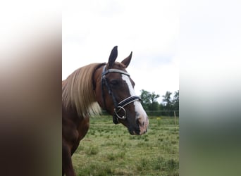 Welsh C (of Cob Type), Mare, 14 years, 12,2 hh, Chestnut-Red