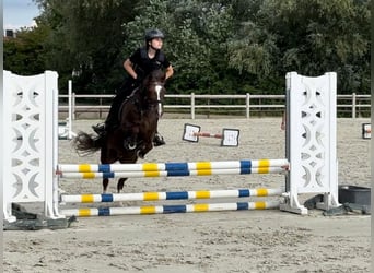 Welsh C (of Cob Type), Mare, 14 years, 13.1 hh, Chestnut