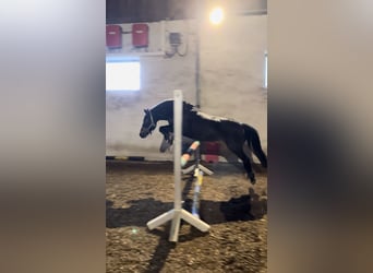 Welsh C (of Cob Type) Mix, Mare, 15 years, 12.1 hh, Bay-Dark