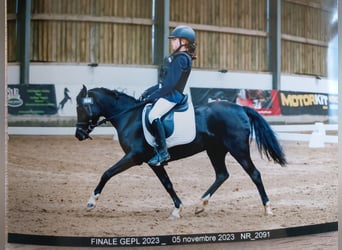 Welsh C (of Cob Type), Mare, 15 years, 12.2 hh, Black