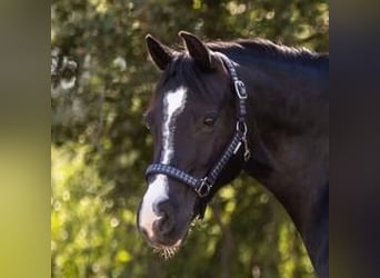 Welsh C (of Cob Type), Mare, 15 years, 13,3 hh, Black