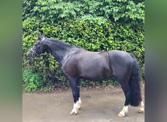 Welsh C (of Cob Type), Mare, 15 years, 13,3 hh, Black