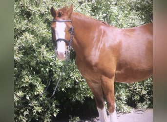 Welsh C (of Cob Type), Mare, 15 years, 13 hh, Chestnut-Red