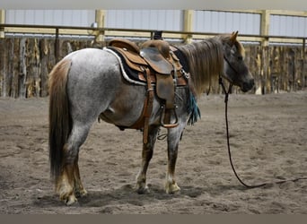 Welsh C (of Cob Type), Mare, 15 years, 13 hh, Roan-Red