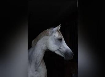 Welsh C (of Cob Type), Mare, 15 years, 15 hh, Gray