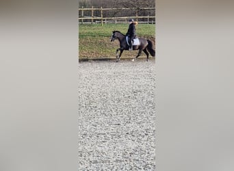 Welsh C (of Cob Type), Mare, 16 years, 13,3 hh, Black