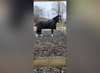 Welsh C (of Cob Type), Mare, 16 years, 13,3 hh, Black