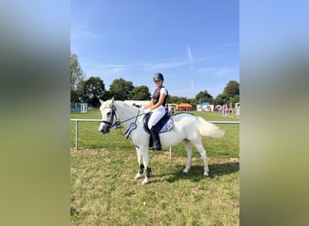 Welsh-C, Stute, 16 Jahre, 13 hh, Schimmel