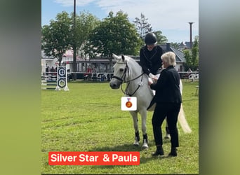 Welsh C (of Cob Type), Mare, 16 years, 13 hh, Gray