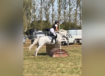 Welsh-C, Stute, 16 Jahre, 13 hh, Schimmel