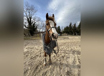 Welsh C (of Cob Type), Mare, 16 years, 15 hh, Brown-Light
