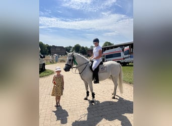 Welsh C (of Cob Type), Mare, 17 years, 13 hh, Gray