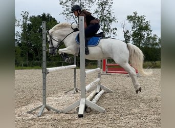 Welsh C (of Cob Type), Mare, 17 years, 13 hh, Gray