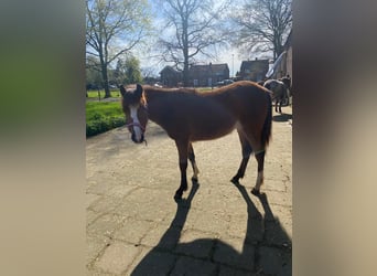 Welsh C (of Cob Type), Mare, 1 year, 10.2 hh, Brown
