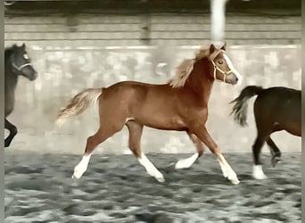 Welsh C (of Cob Type), Mare, 1 year, 13.1 hh, Chestnut-Red