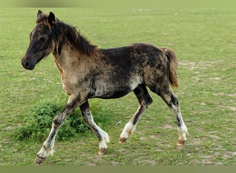 Welsh C (of Cob Type), Mare, 1 year, 13.1 hh, Smoky-Black