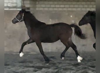 Welsh C (of Cob Type), Mare, 1 year, 13.1 hh, Smoky-Black