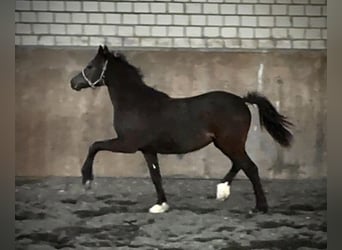 Welsh C (of Cob Type), Mare, 1 year, 13.1 hh, Smoky-Black