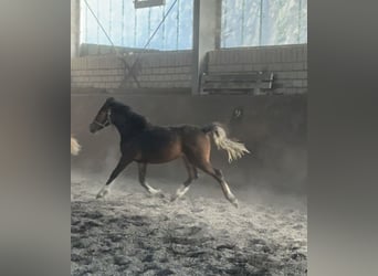 Welsh C (of Cob Type), Mare, 1 year, 13 hh, Brown