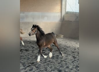 Welsh C (of Cob Type), Mare, 1 year, 13 hh, Brown