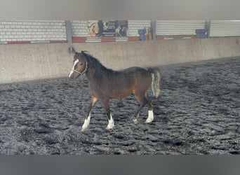 Welsh C (of Cob Type), Mare, 1 year, 13 hh, Brown