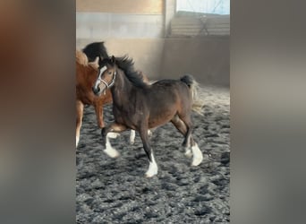 Welsh C (of Cob Type), Mare, 1 year, 13 hh, Brown