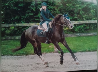 Welsh C (of Cob Type), Mare, 26 years, 12,3 hh, Bay-Dark