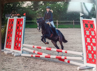 Welsh C (of Cob Type), Mare, 26 years, 12,3 hh, Bay-Dark