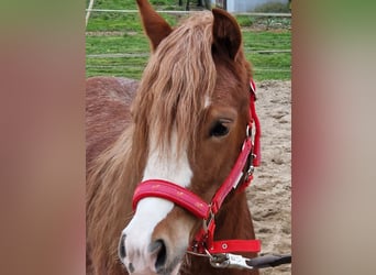 Welsh C (of Cob Type), Mare, 2 years, 12.3 hh, Chestnut-Red