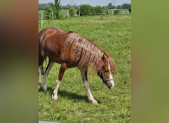 Welsh C (of Cob Type), Mare, 2 years, 12.3 hh, Chestnut-Red