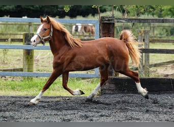 Welsh C (of Cob Type), Mare, 2 years, 13,1 hh, Chestnut-Red