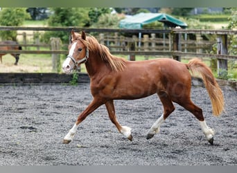 Welsh C (of Cob Type), Mare, 2 years, 13.1 hh, Chestnut-Red