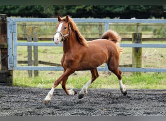 Welsh C (of Cob Type), Mare, 2 years, 13.1 hh, Chestnut-Red