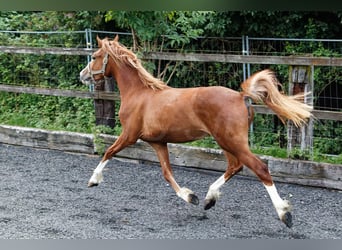 Welsh C (of Cob Type), Mare, 2 years, 13,1 hh, Chestnut-Red