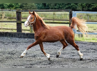 Welsh C (of Cob Type), Mare, 2 years, 13.1 hh, Chestnut-Red