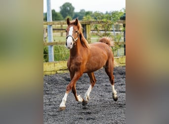 Welsh C (of Cob Type), Mare, 2 years, 13,1 hh, Chestnut-Red