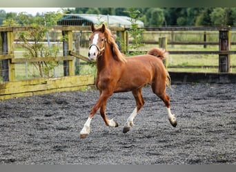 Welsh C (of Cob Type), Mare, 2 years, 13.1 hh, Chestnut-Red