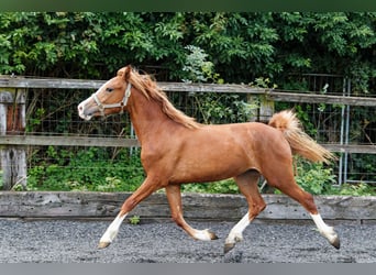 Welsh C (of Cob Type), Mare, 2 years, 13.1 hh, Chestnut-Red