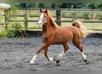 Welsh C (of Cob Type), Mare, 2 years, 13.1 hh, Chestnut-Red