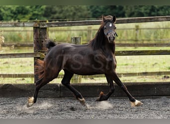 Welsh C (of Cob Type), Mare, 2 years, 13.1 hh, Smoky-Black