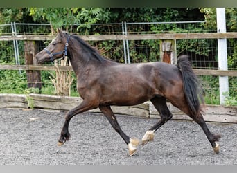 Welsh C (of Cob Type), Mare, 2 years, 13.1 hh, Smoky-Black