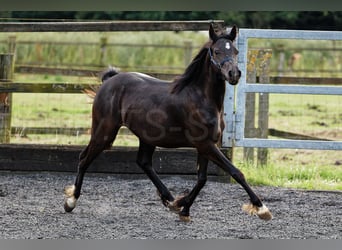 Welsh C (of Cob Type), Mare, 2 years, 13.1 hh, Smoky-Black