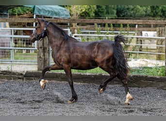 Welsh C (of Cob Type), Mare, 2 years, 13.1 hh, Smoky-Black