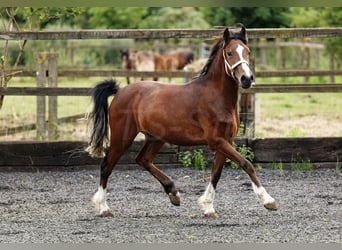 Welsh C (of Cob Type), Mare, 2 years, 13 hh, Brown