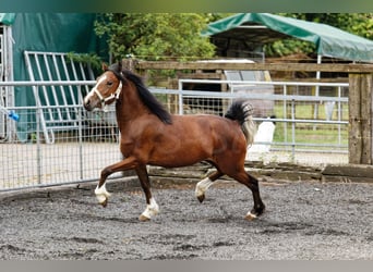 Welsh C (of Cob Type), Mare, 2 years, 13 hh, Brown