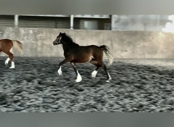 Welsh C (of Cob Type), Mare, 2 years, 13 hh, Brown